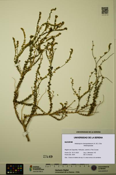 Heliotropium chenopodiaceum [Espécimen: ULS:ULS:0023149]