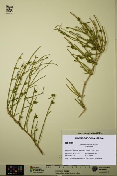 Ephedra gracilis [Espécimen: ULS:ULS:0023150]