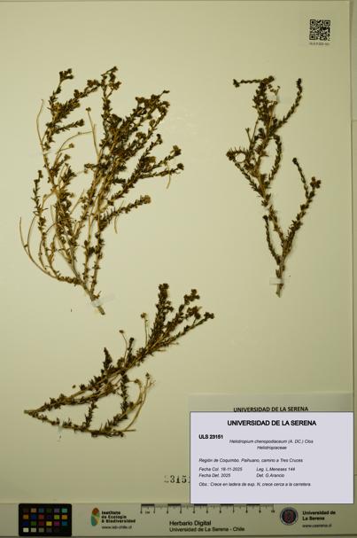 Heliotropium chenopodiaceum [Espécimen: ULS:ULS:0023151]
