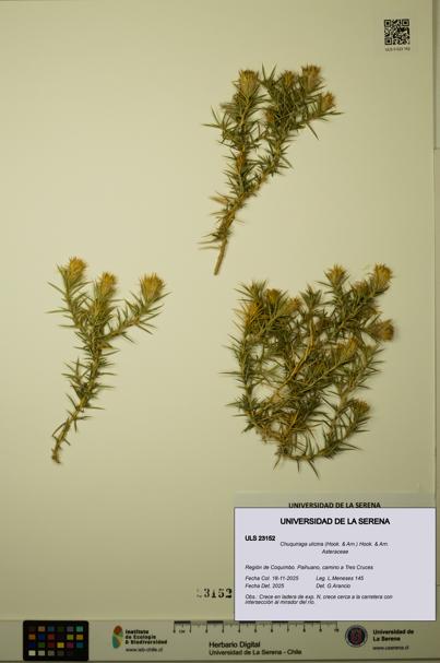 Chuquiraga ulicina [Espécimen: ULS:ULS:0023152]