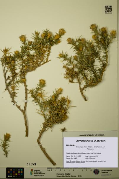 Chuquiraga ulicina [Espécimen: ULS:ULS:0023153]