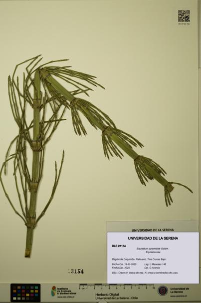 Equisetum pyramidale [Espécimen: ULS:ULS:0023154]