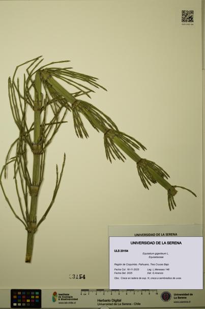 Equisetum giganteum [Espécimen: ULS:ULS:0023154]