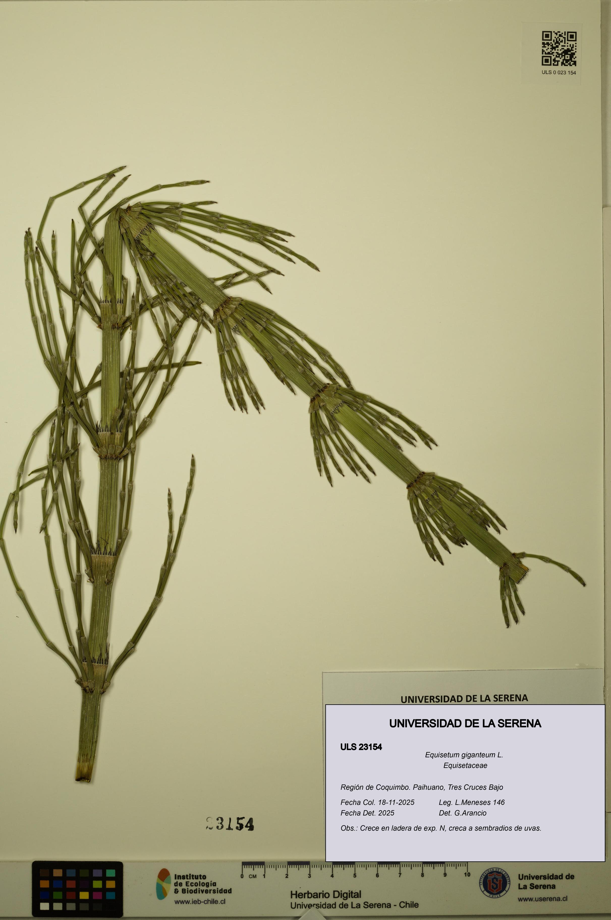 Equisetum giganteum [Espécimen: ULS:ULS:0023154]