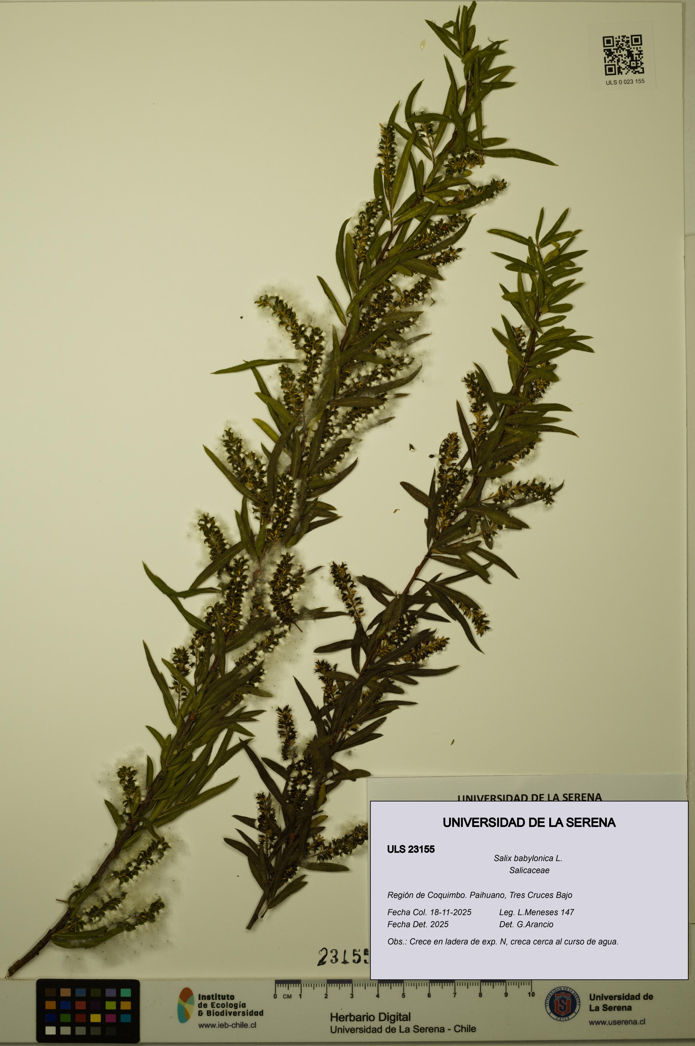 Salix babylonica [Espécimen: ULS:ULS:0023155]