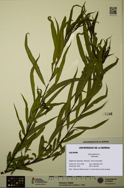 Salix babylonica [Espécimen: ULS:ULS:0023156]