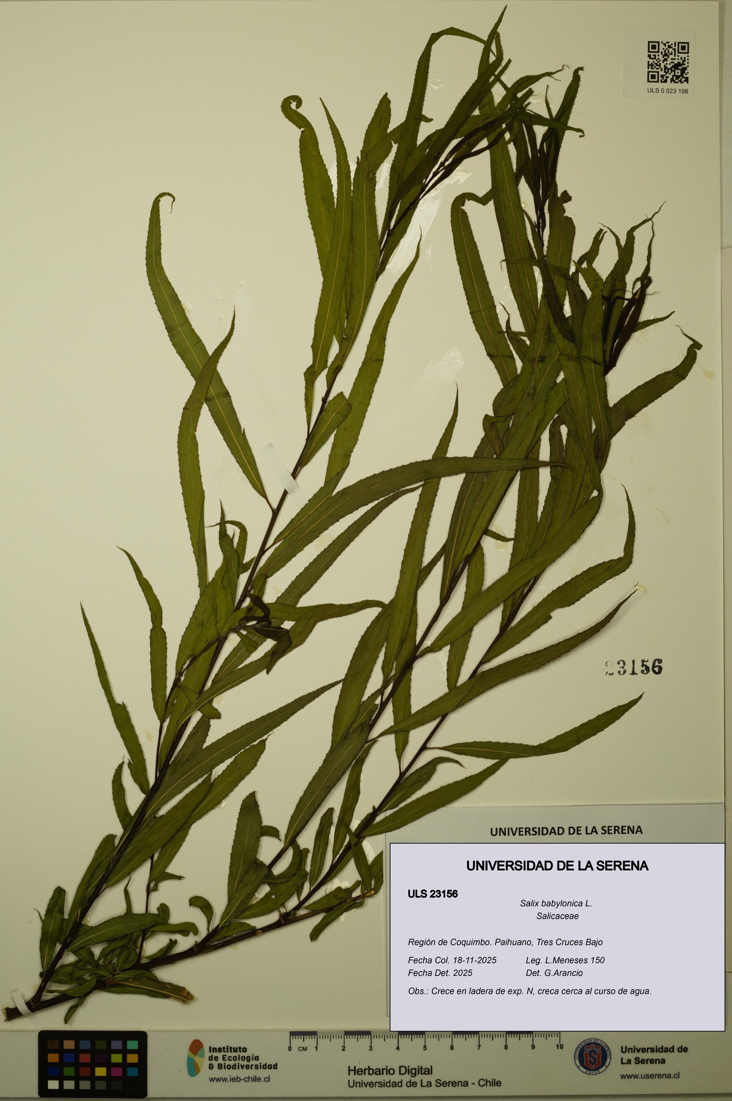 Salix babylonica [Espécimen: ULS:ULS:0023156]