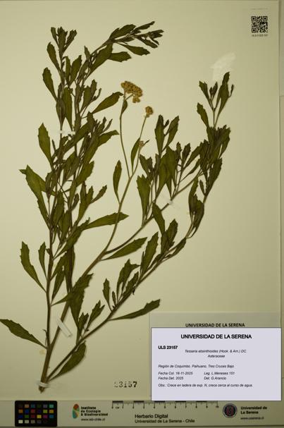 Tessaria absinthioides [Espécimen: ULS:ULS:0023157]