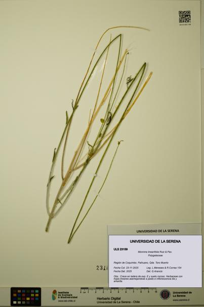 Monnina linearifolia [Espécimen: ULS:ULS:0023159]