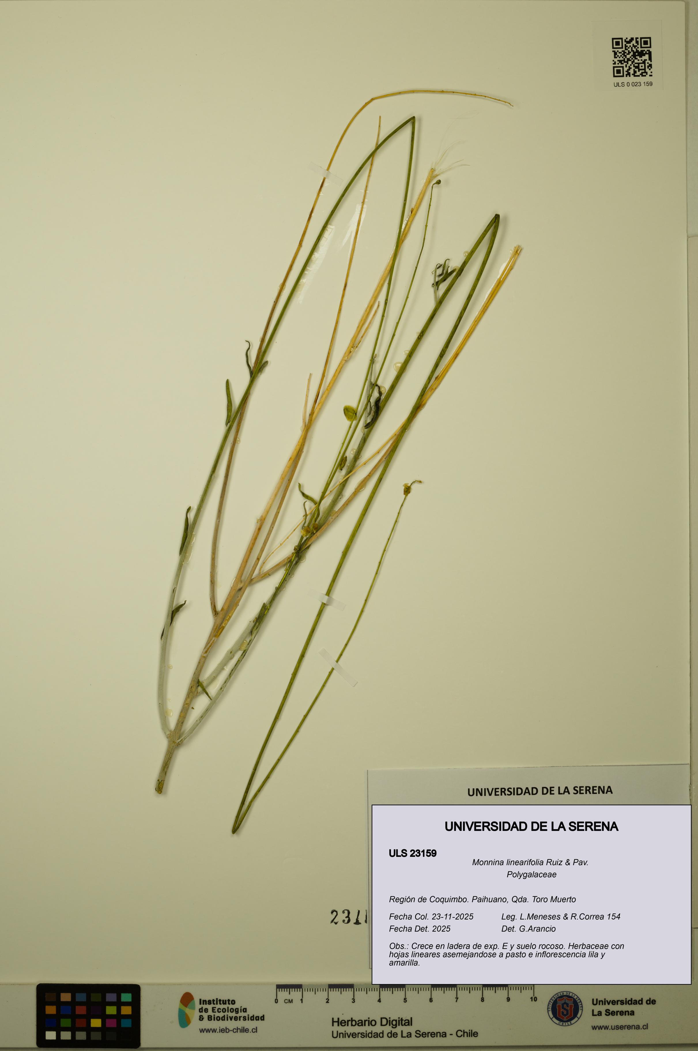 Monnina linearifolia [Espécimen: ULS:ULS:0023159]