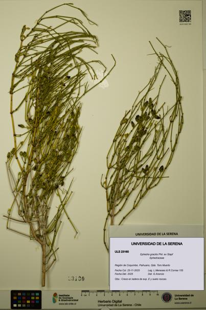 Ephedra gracilis [Espécimen: ULS:ULS:0023160]
