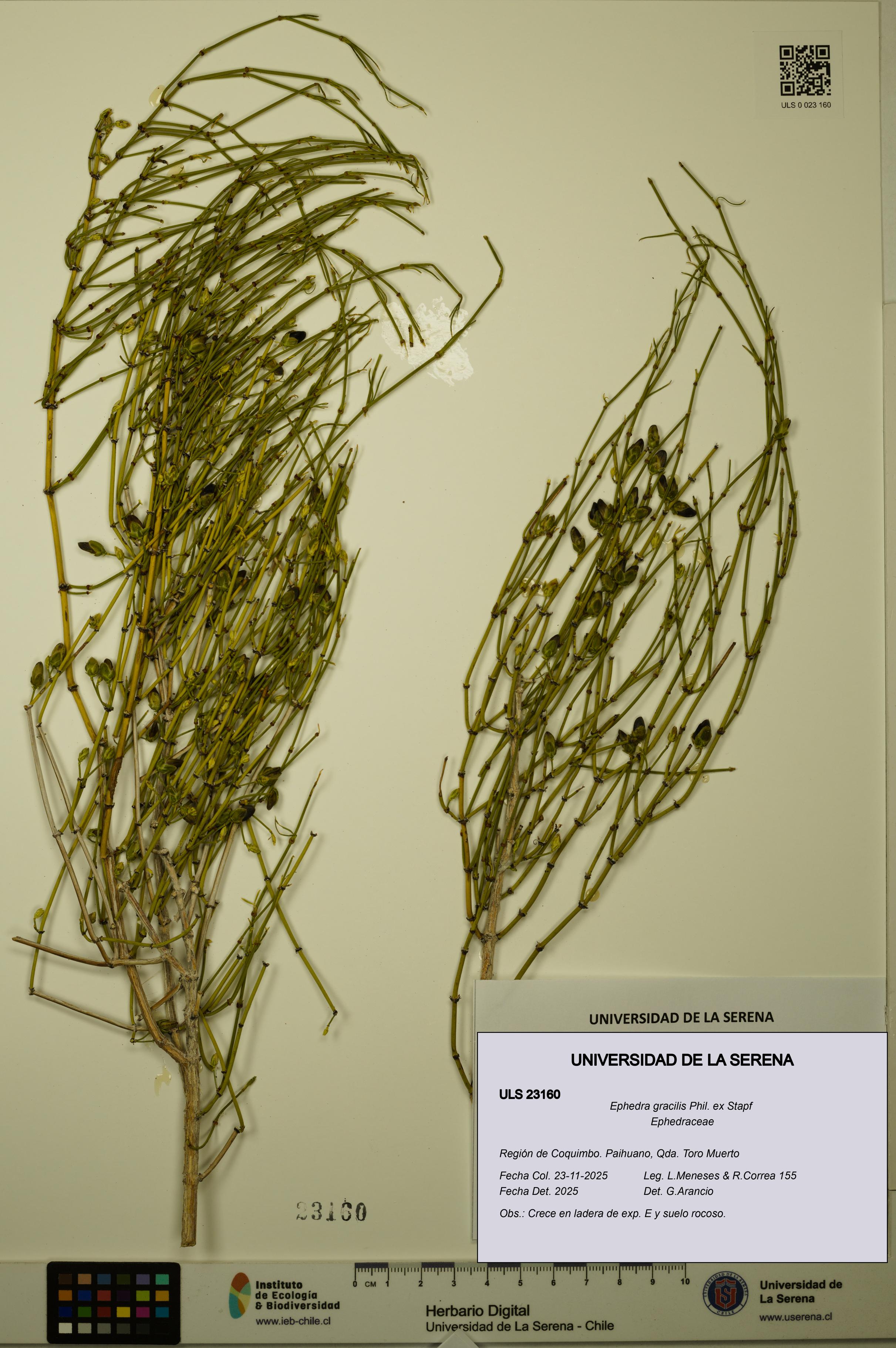 Ephedra gracilis [Espécimen: ULS:ULS:0023160]