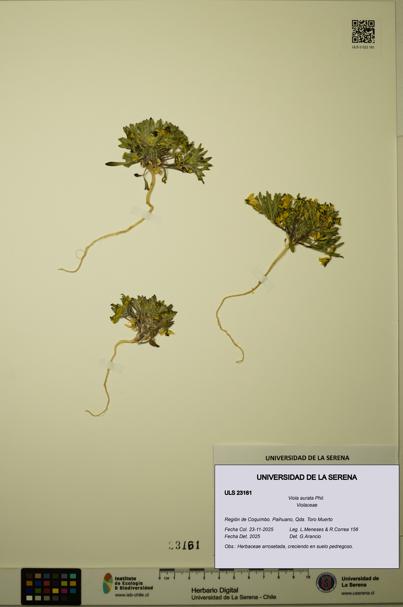 Viola aurata [Espécimen: ULS:ULS:0023161]