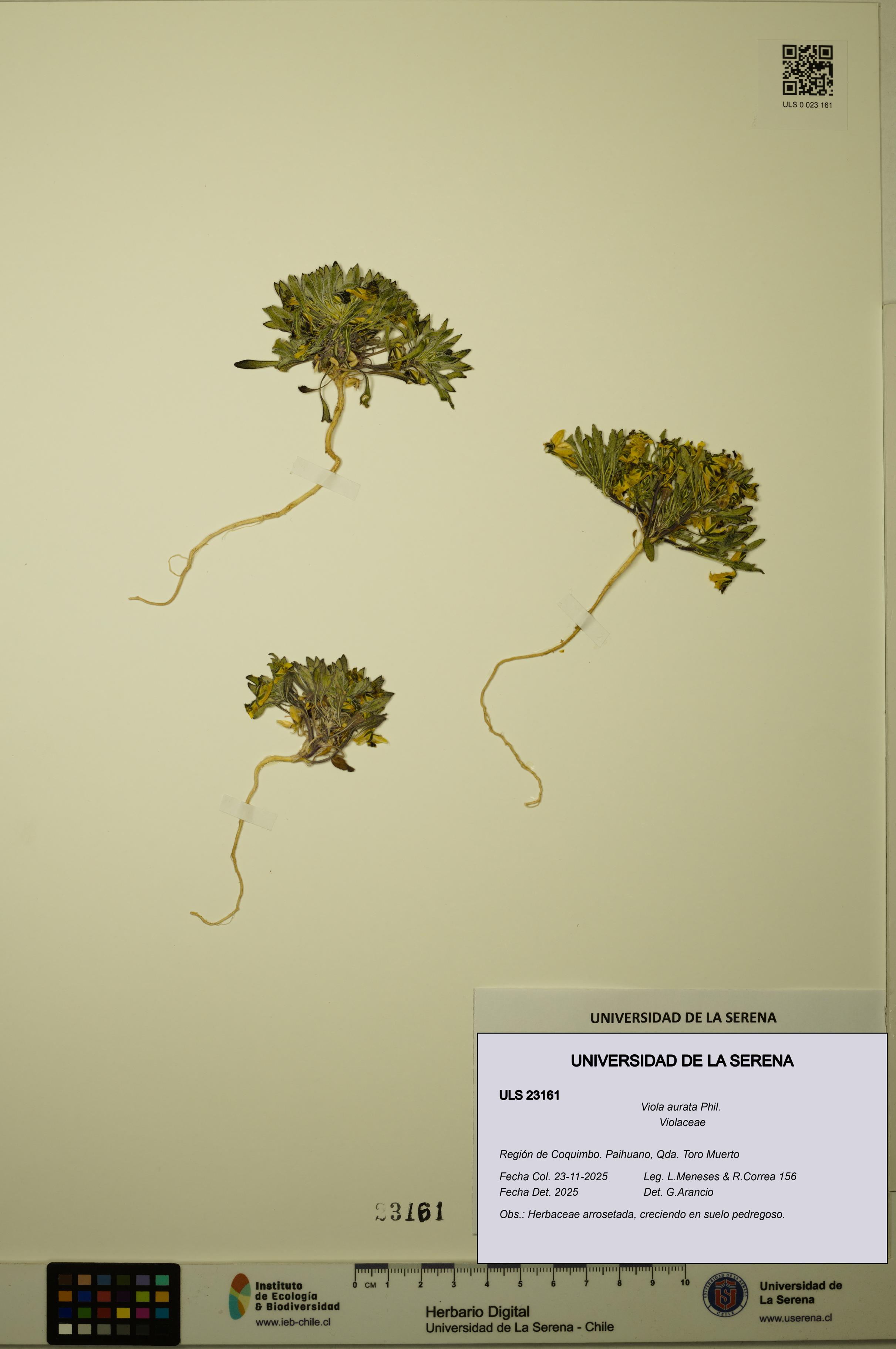 Viola aurata [Espécimen: ULS:ULS:0023161]