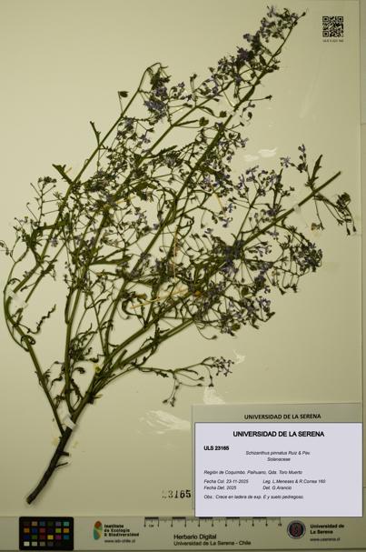 Schizanthus pinnatus [Espécimen: ULS:ULS:0023165]