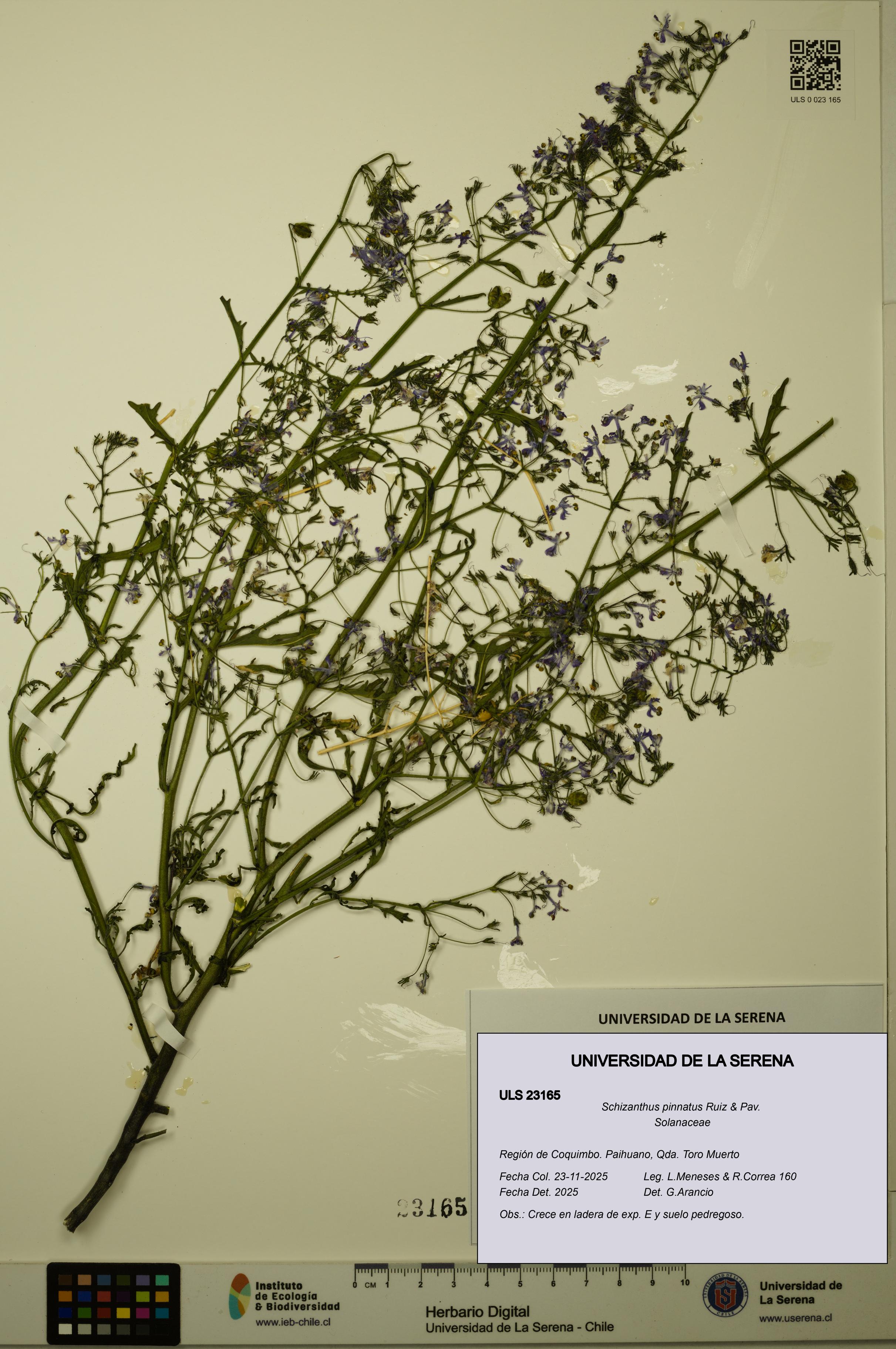 Schizanthus pinnatus [Espécimen: ULS:ULS:0023165]