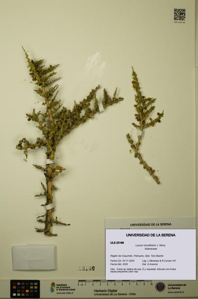 Lycium minutifolium [Espécimen: ULS:ULS:0023166]