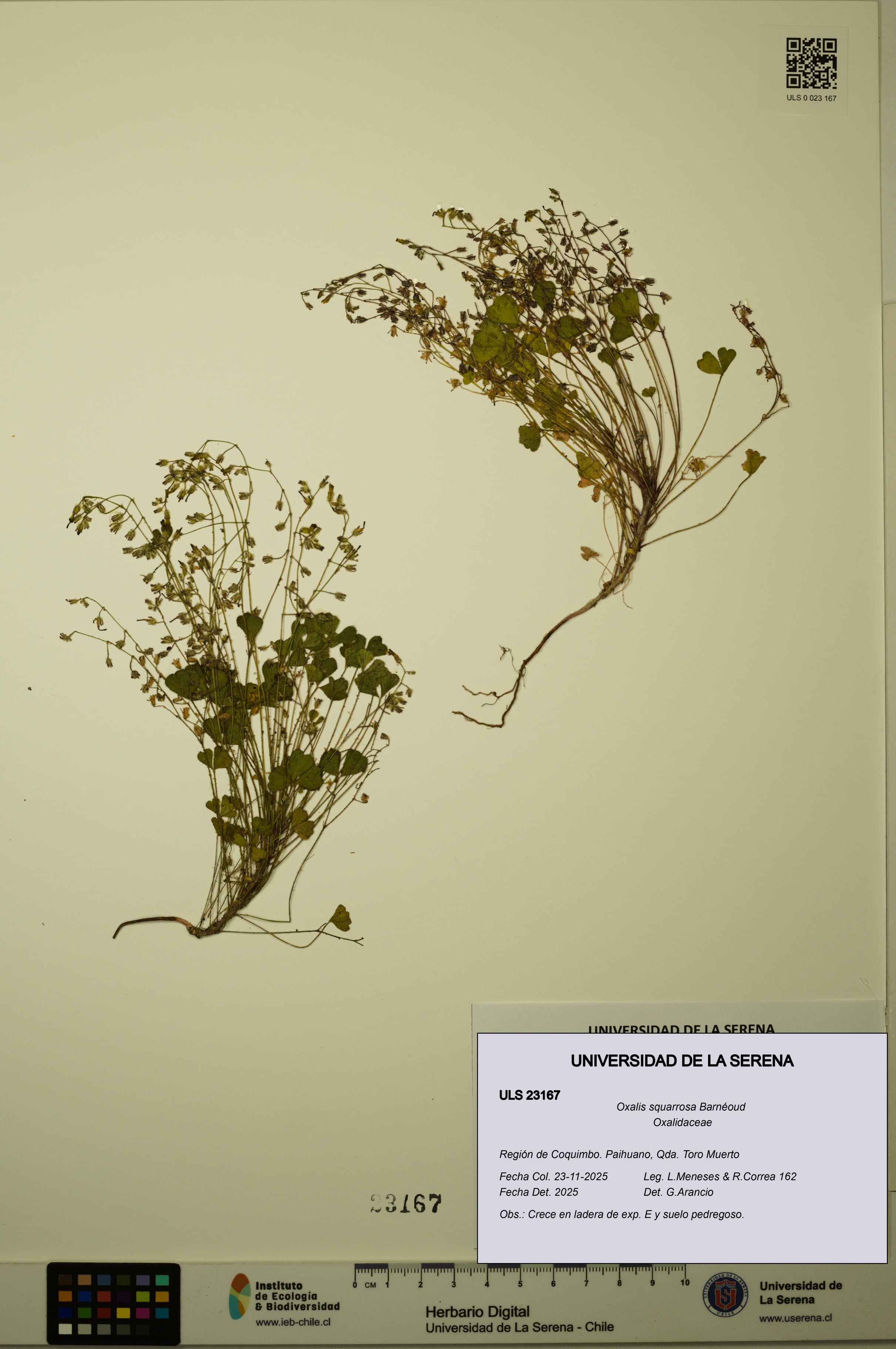 Oxalis squarrosa [Espécimen: ULS:ULS:0023167]