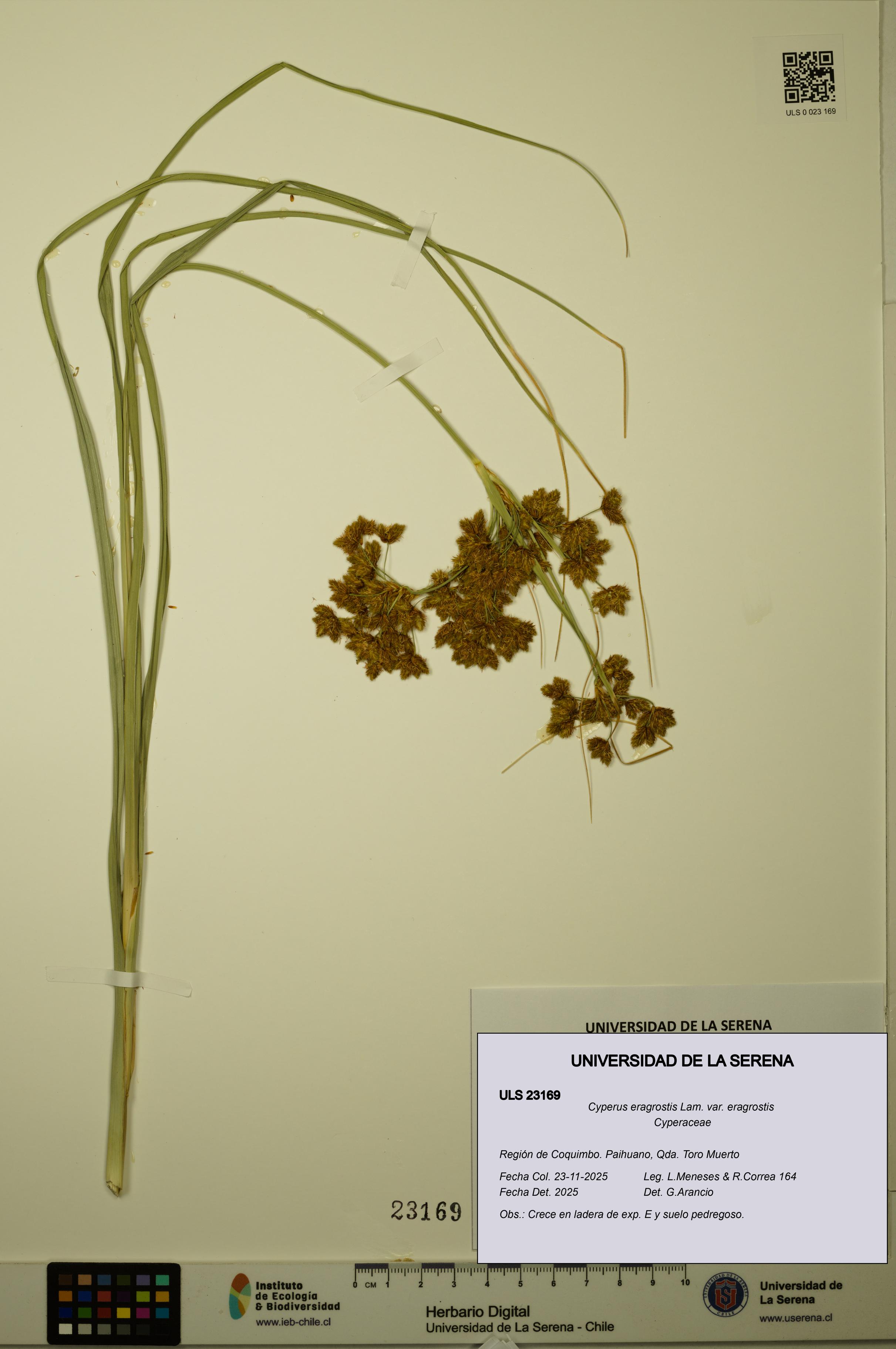 Cyperus eragrostis [Espécimen: ULS:ULS:0023169]