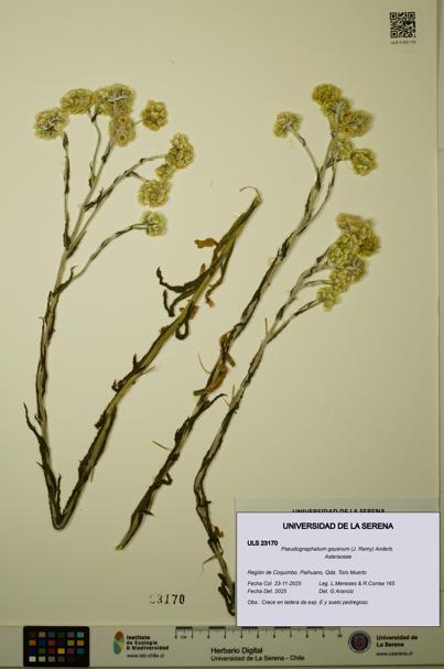 Pseudognaphalium gayanum [Espécimen: ULS:ULS:0023170]