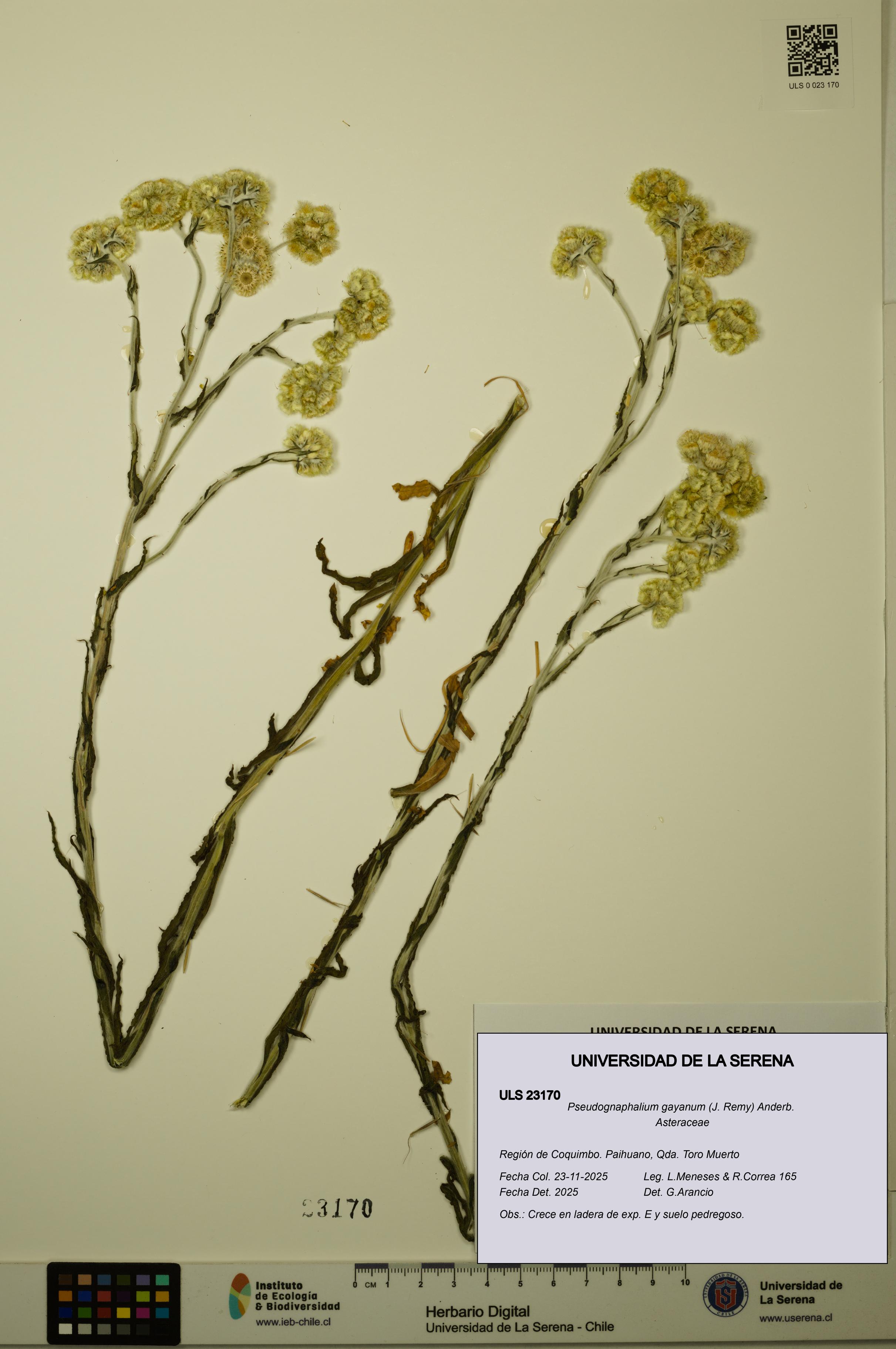 Pseudognaphalium gayanum [Espécimen: ULS:ULS:0023170]