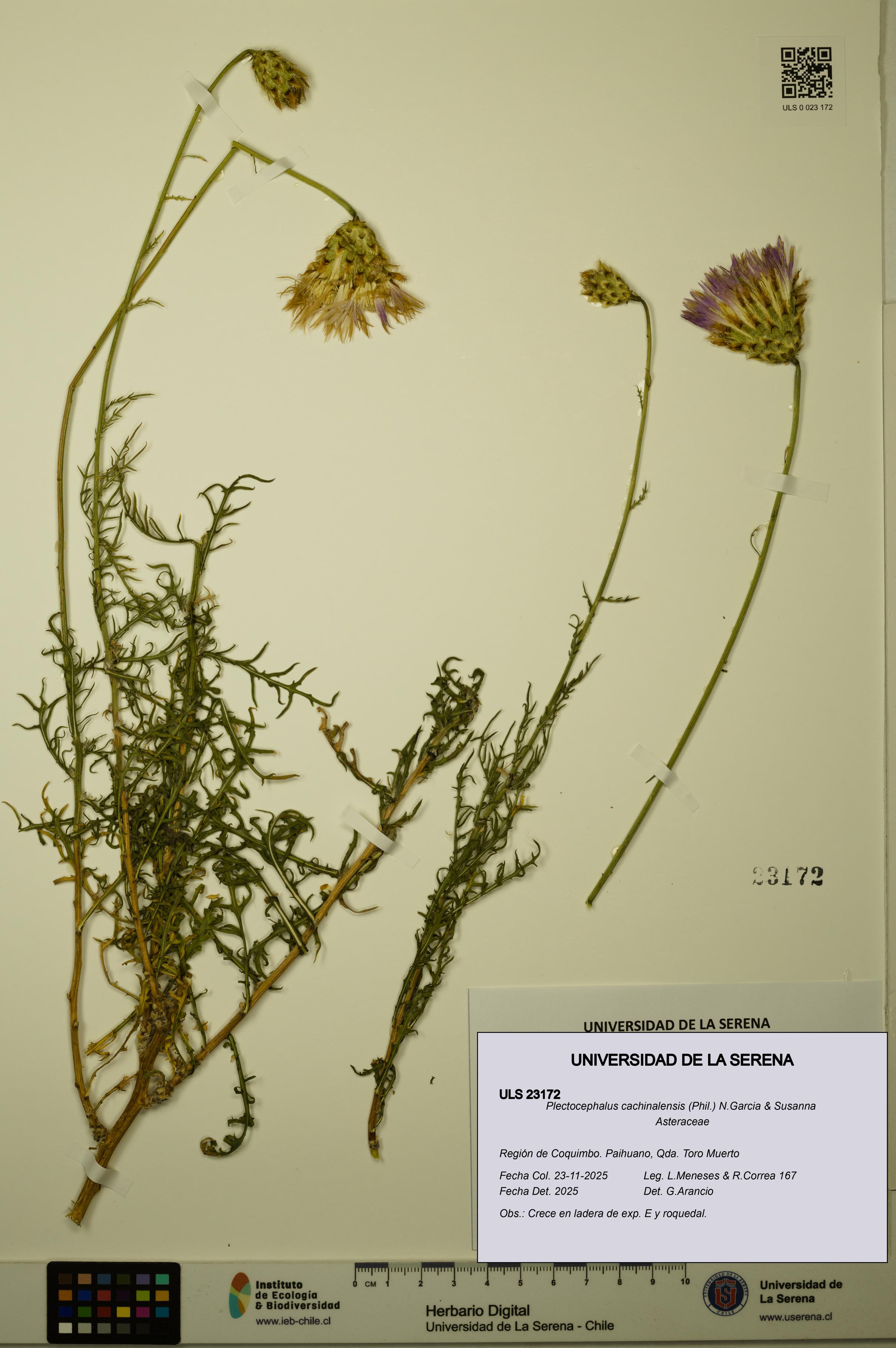 Plectocephalus cachinalensis [Espécimen: ULS:ULS:0023172]