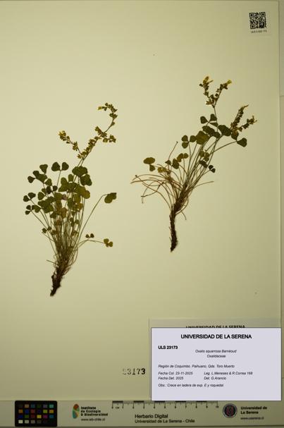 Oxalis squarrosa [Espécimen: ULS:ULS:0023173]