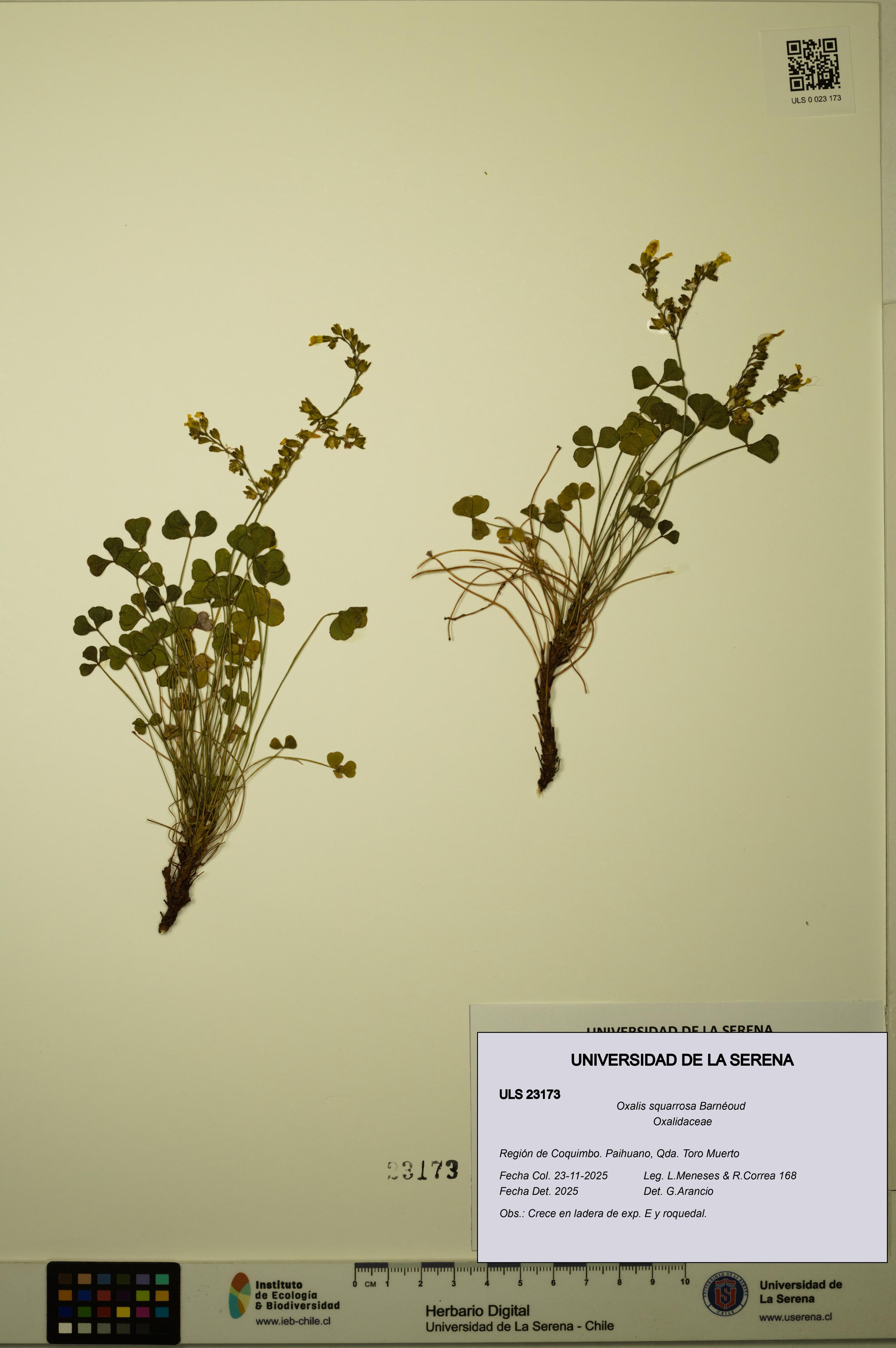 Oxalis squarrosa [Espécimen: ULS:ULS:0023173]