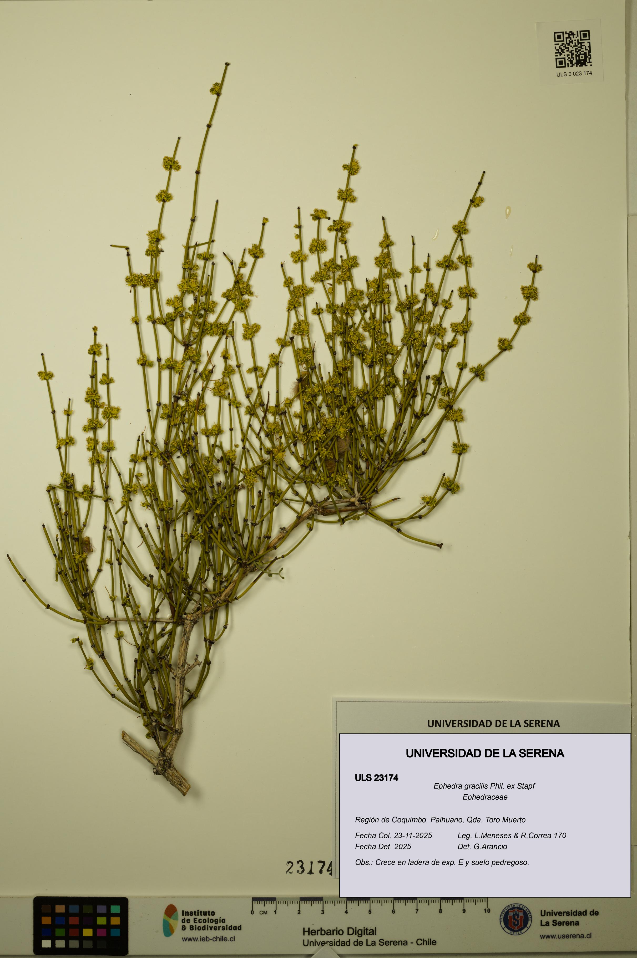 Ephedra gracilis [Espécimen: ULS:ULS:0023174]