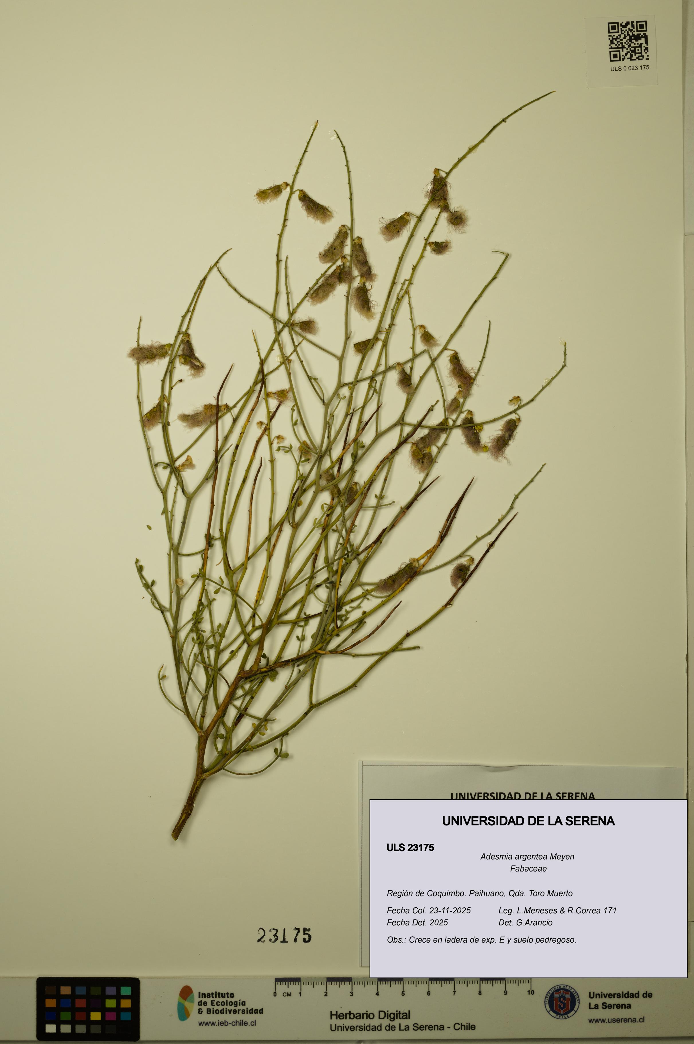 Adesmia argentea [Espécimen: ULS:ULS:0023175]