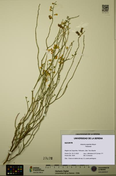 Adesmia argentea [Espécimen: ULS:ULS:0023176]