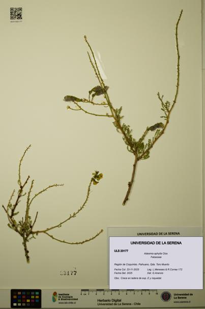 Adesmia aphylla [Espécimen: ULS:ULS:0023177]