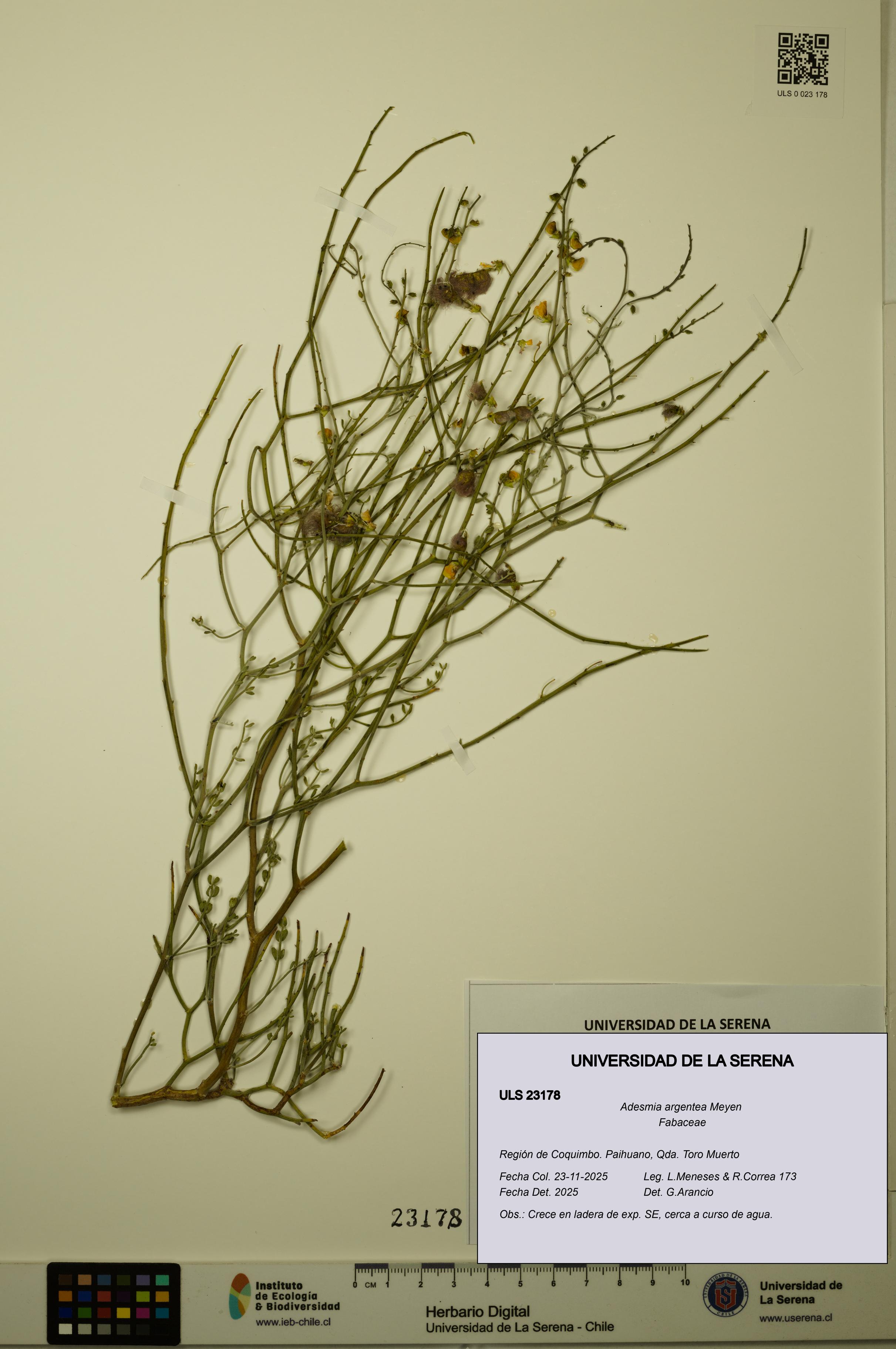 Adesmia argentea [Espécimen: ULS:ULS:0023178]