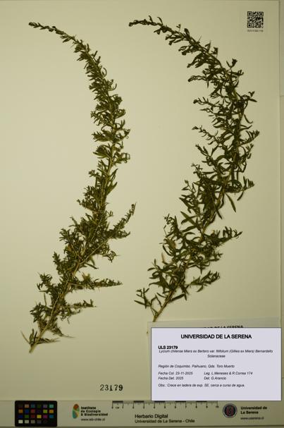 Lycium chilense [Espécimen: ULS:ULS:0023179]