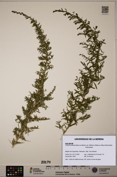 Lycium chilense [Espécimen: ]