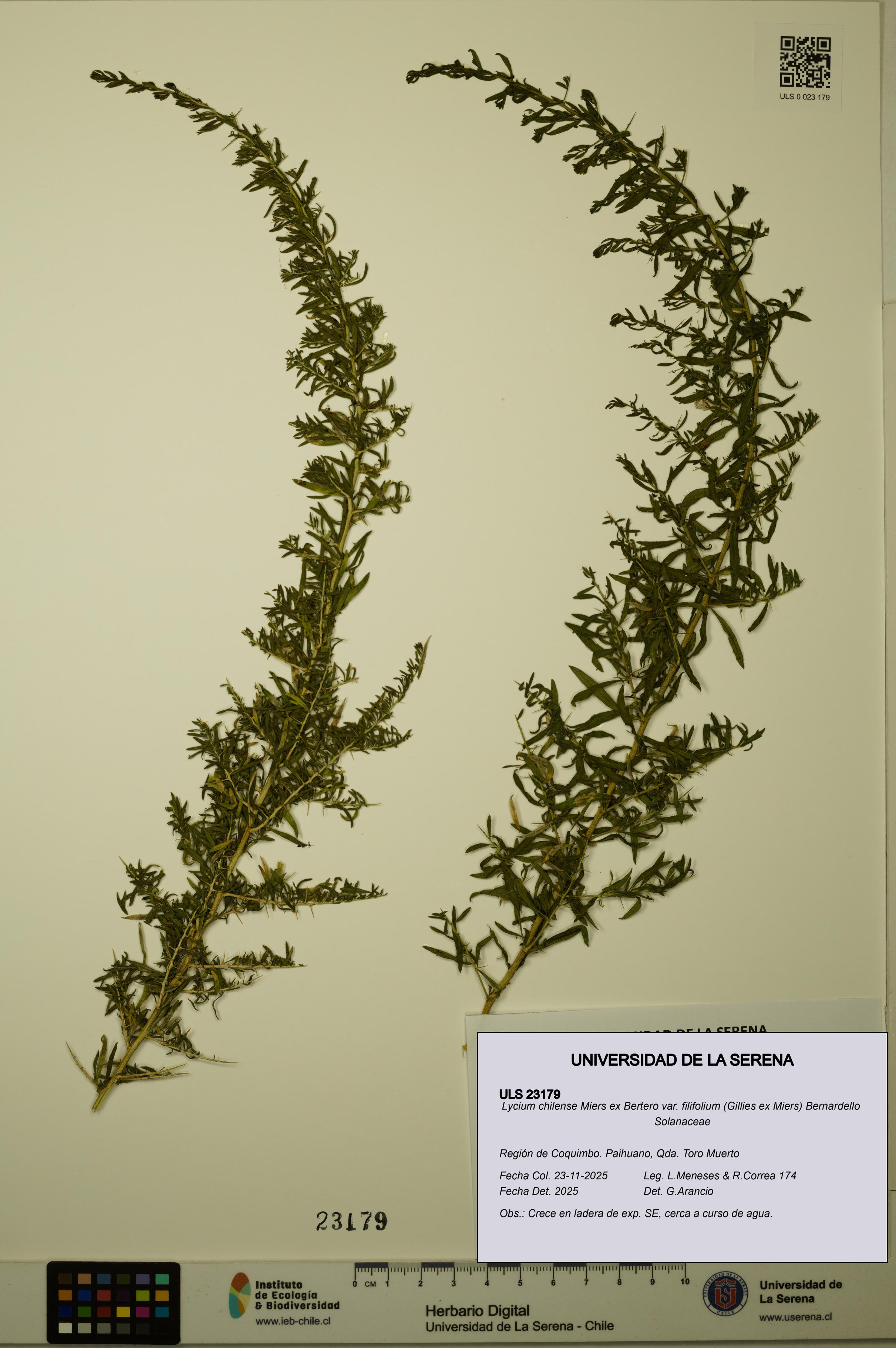 Lycium chilense [Espécimen: ULS:ULS:0023179]