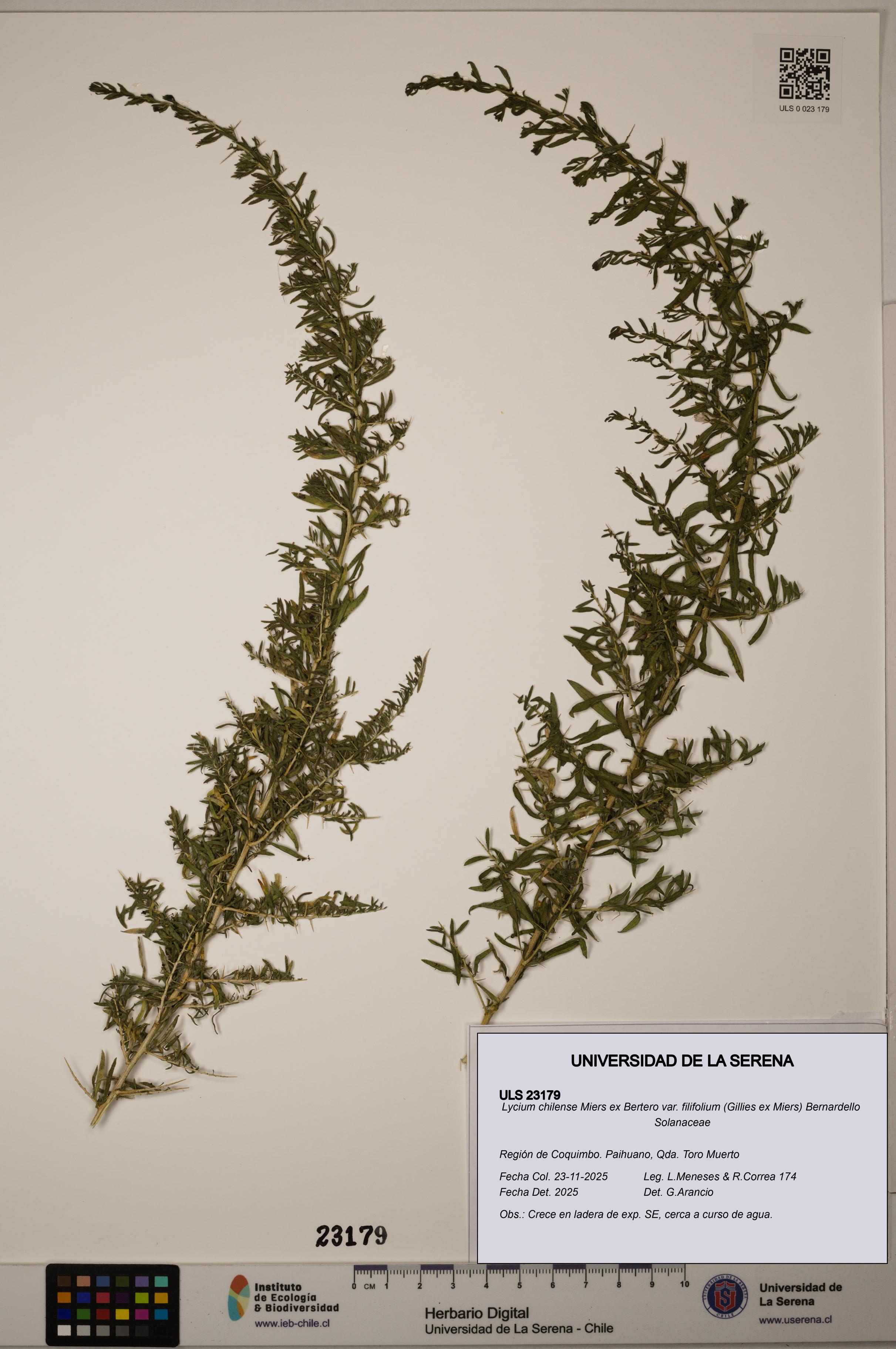 Lycium chilense [Espécimen: ]