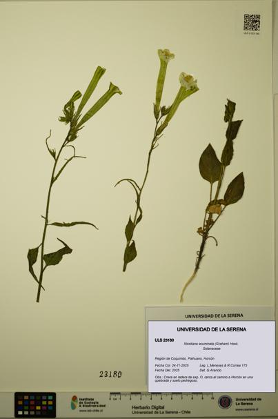Nicotiana acuminata [Espécimen: ULS:ULS:0023180]