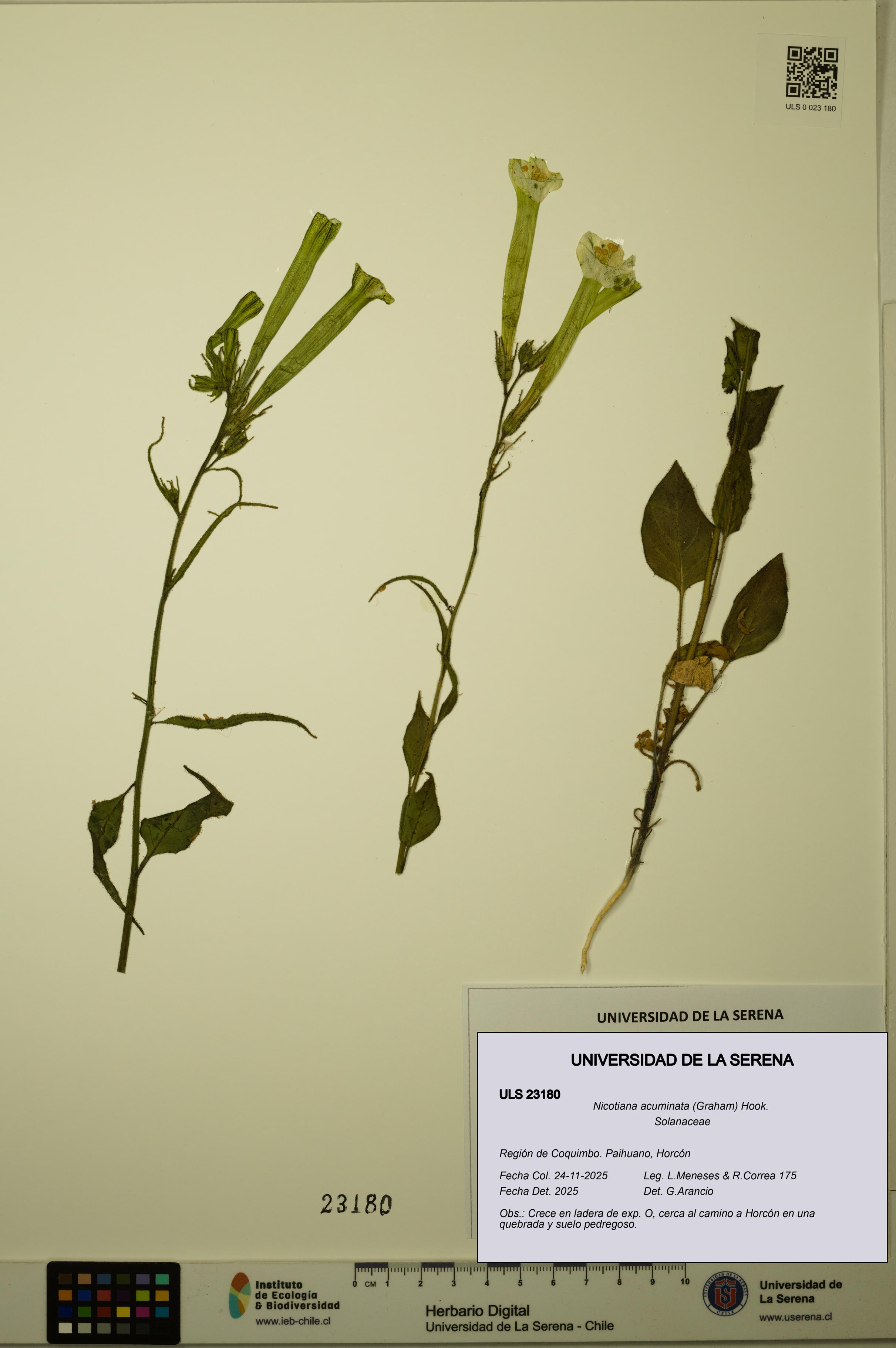 Nicotiana acuminata [Espécimen: ULS:ULS:0023180]