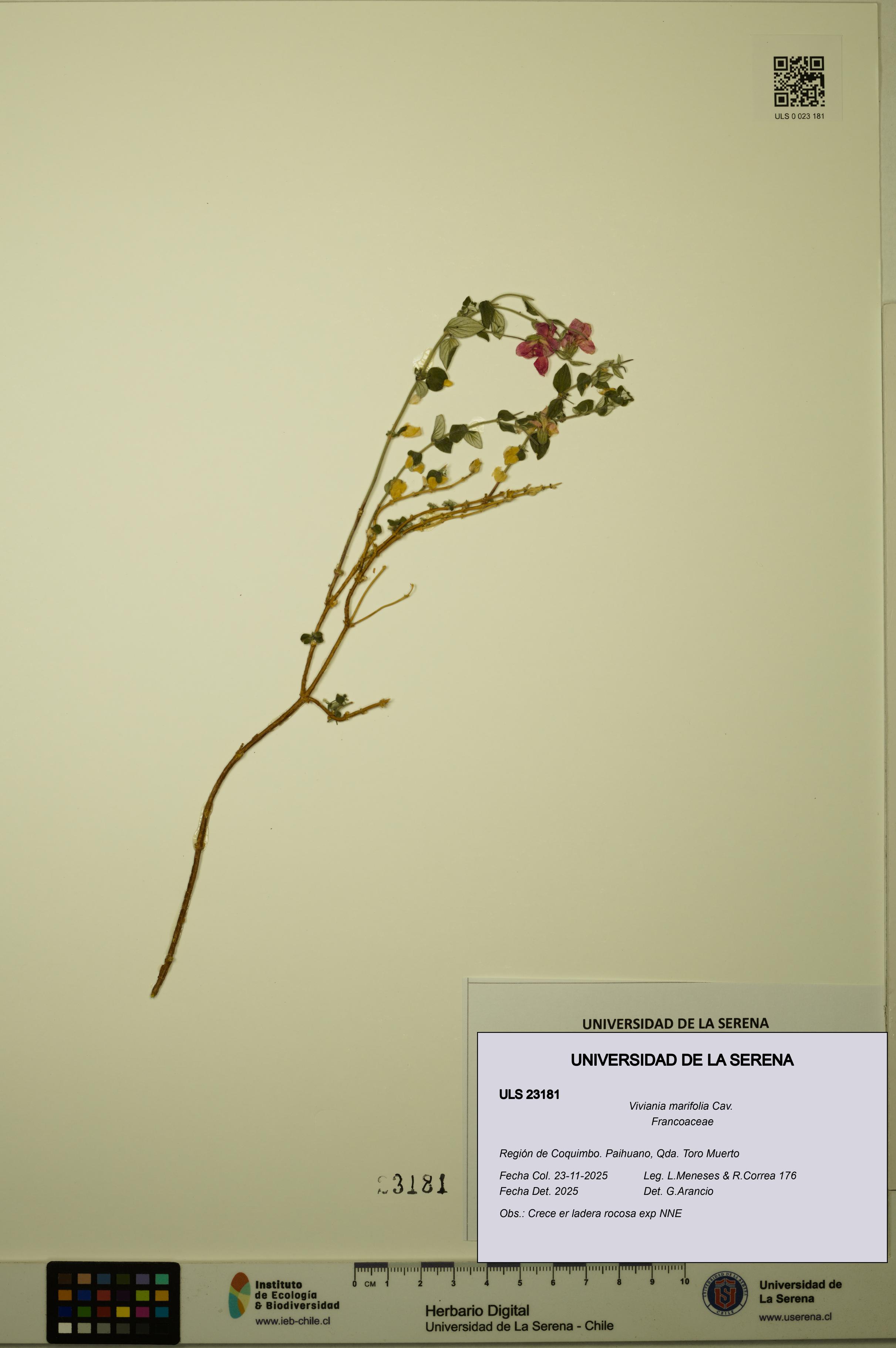 Viviania marifolia [Espécimen: ULS:ULS:0023181]