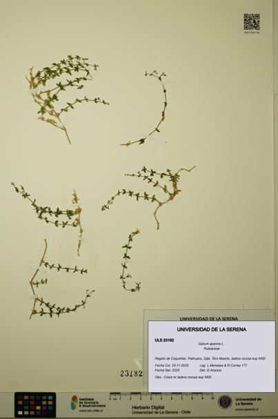Galium aparine [Espécimen: ULS:ULS:0023182]
