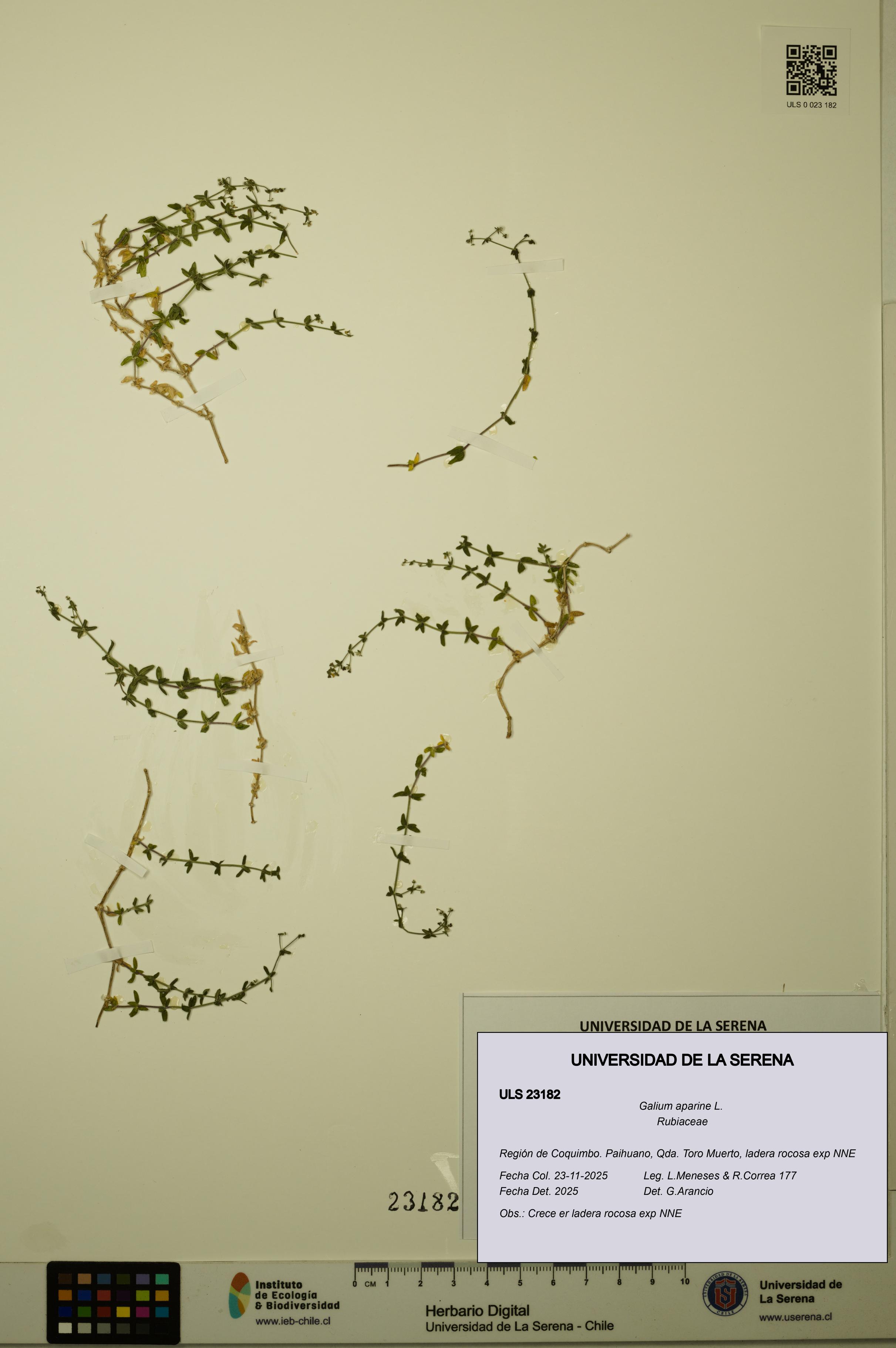 Galium aparine [Espécimen: ULS:ULS:0023182]