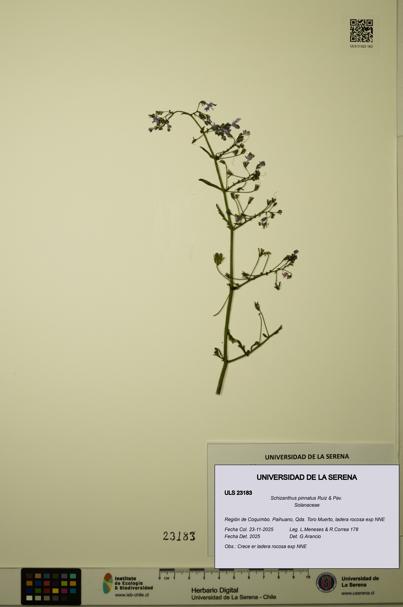 Schizanthus pinnatus [Espécimen: ULS:ULS:0023183]