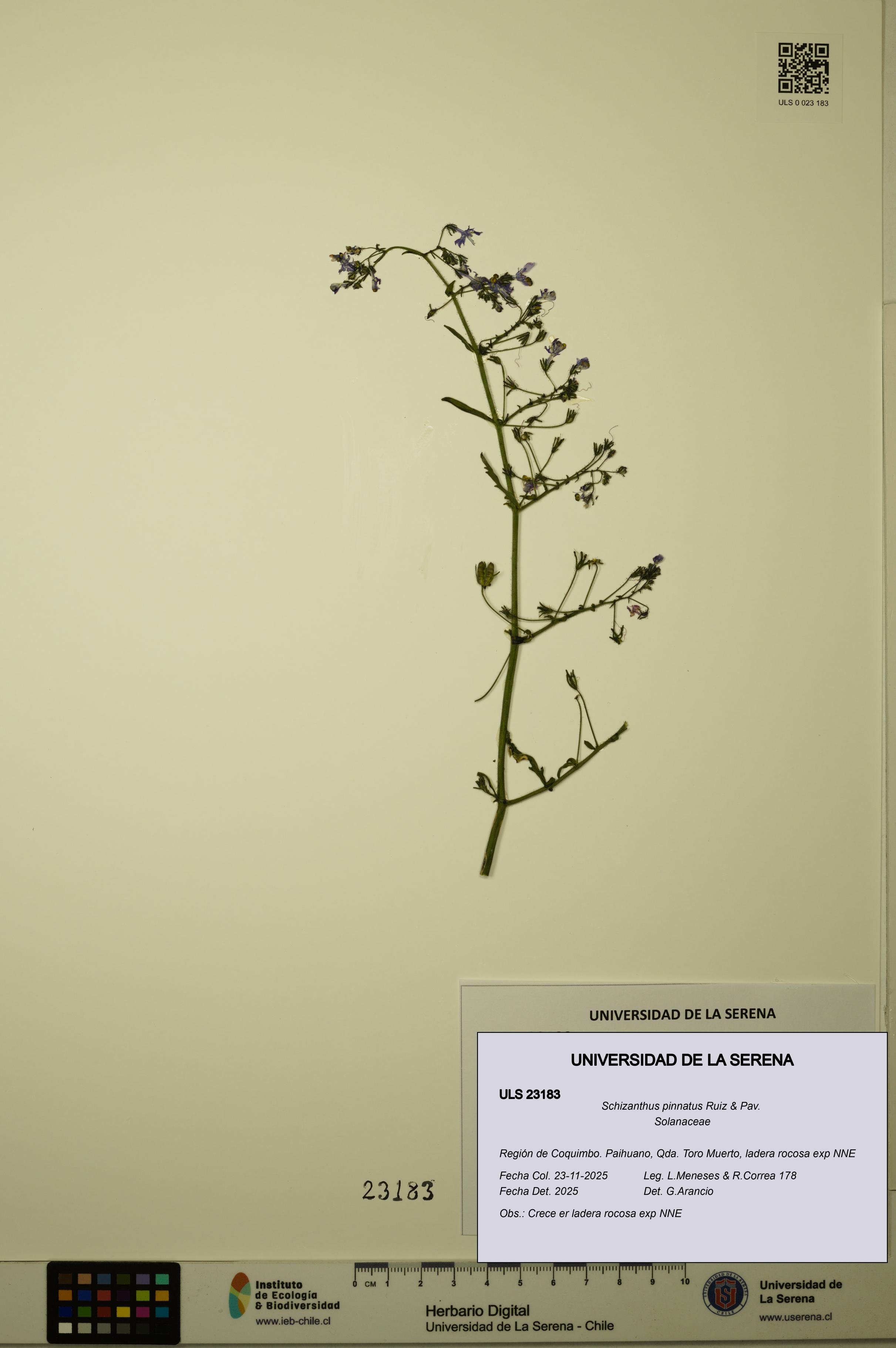 Schizanthus pinnatus [Espécimen: ULS:ULS:0023183]