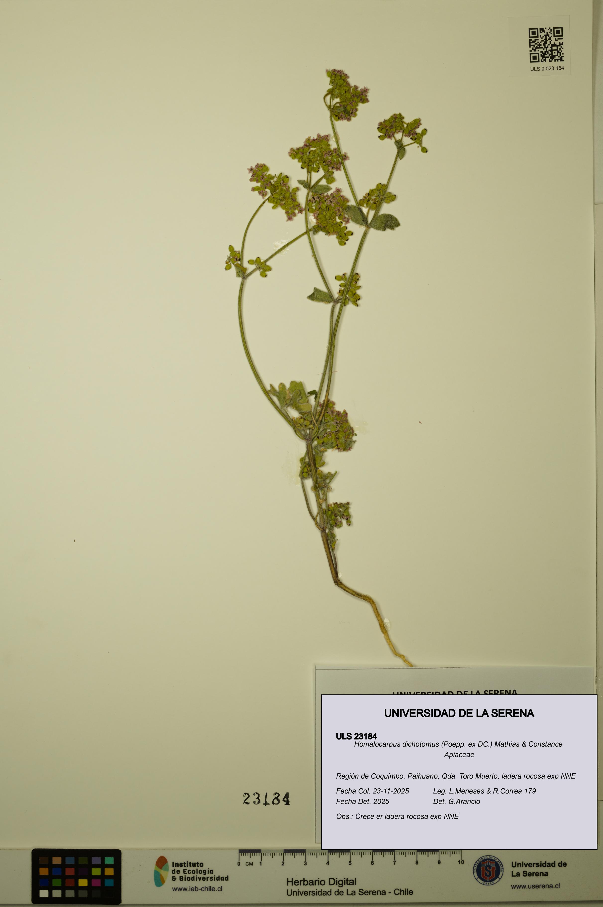 Homalocarpus dichotomus [Espécimen: ULS:ULS:0023184]