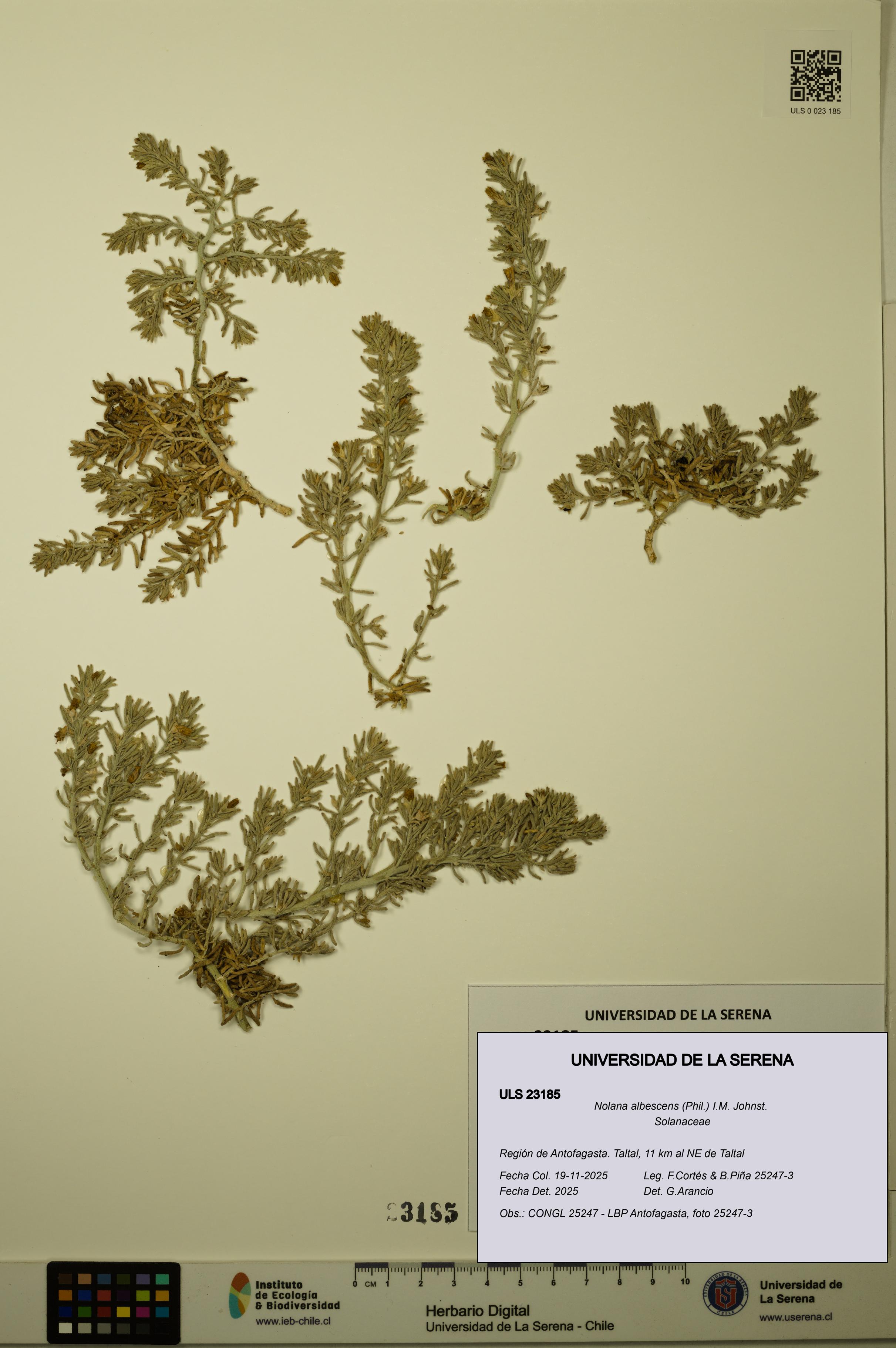 Nolana albescens [Espécimen: ULS:ULS:0023185]
