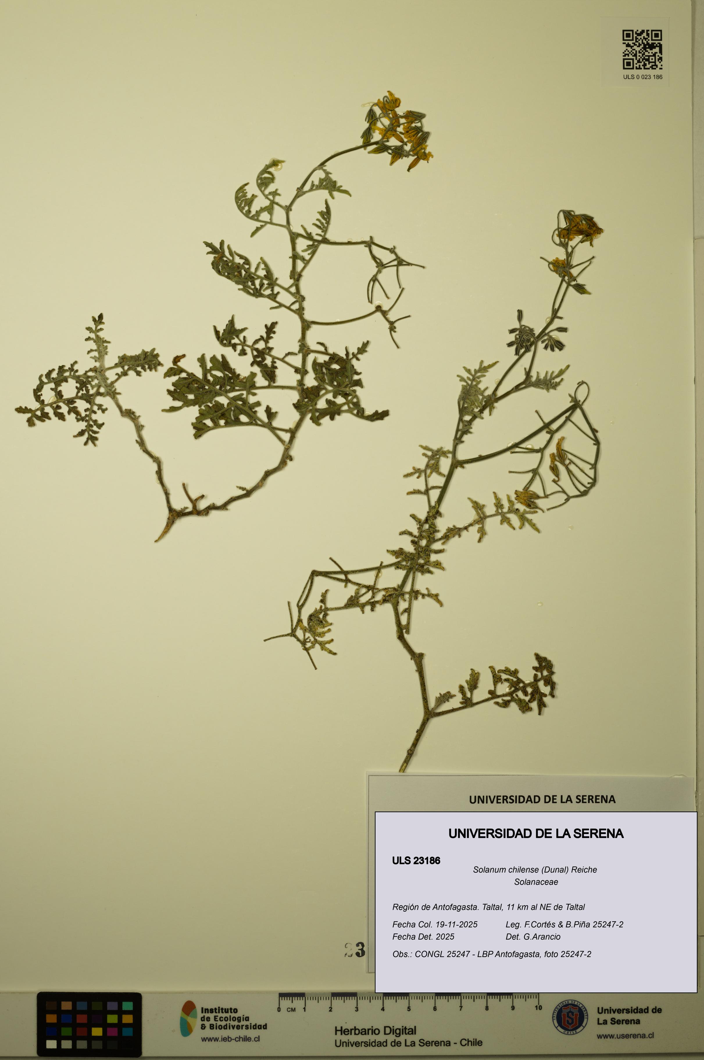 Solanum chilense [Espécimen: ULS:ULS:0023186]