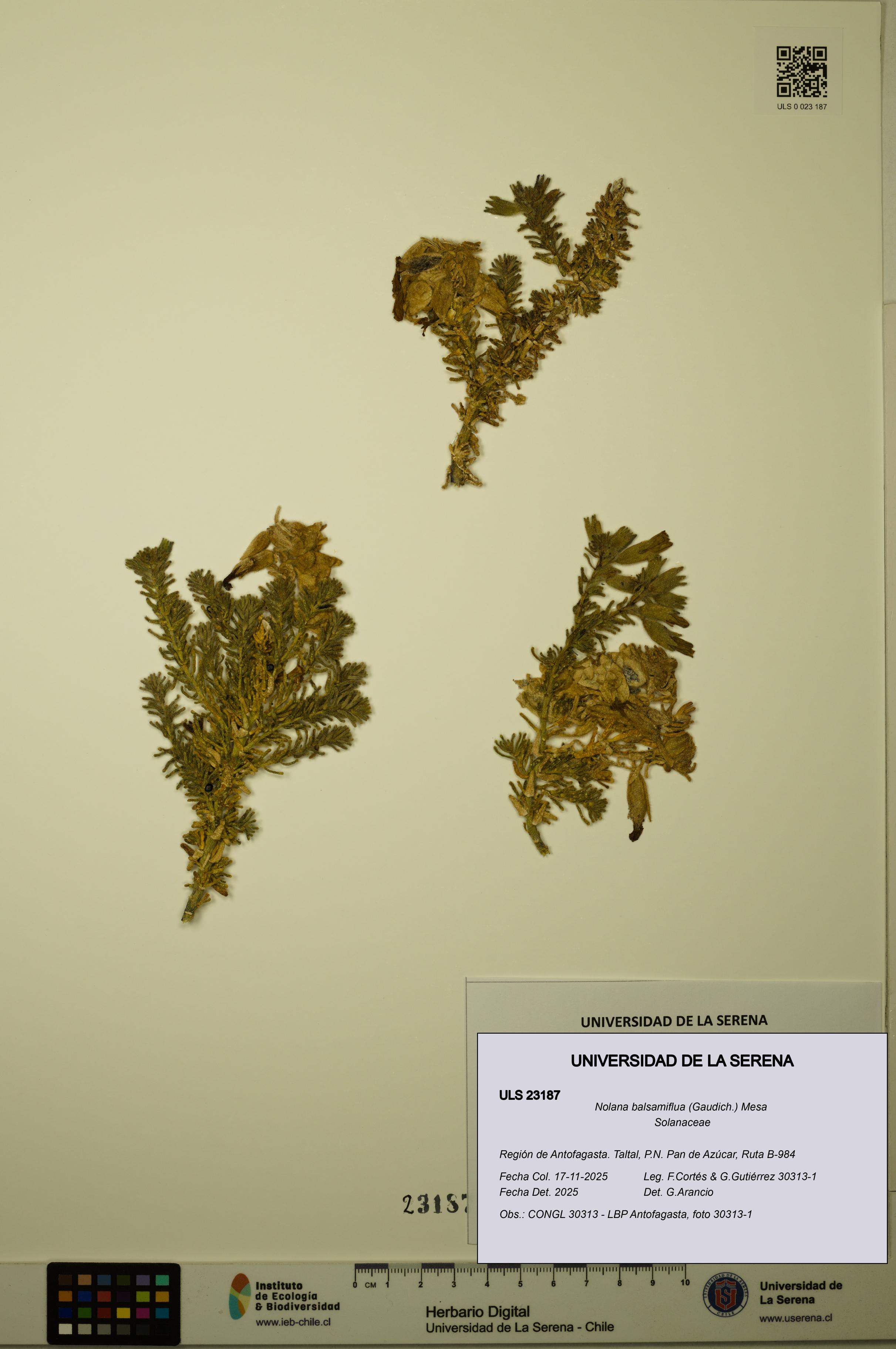 Nolana balsamiflua [Espécimen: ULS:ULS:0023187]