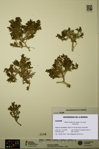 Nolana clivicola [Espécimen: ULS:ULS:0023189]