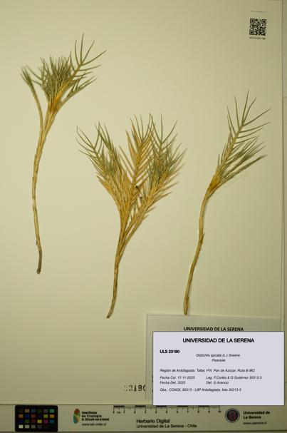 Distichlis spicata [Espécimen: ULS:ULS:0023190]